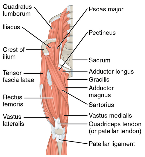 OpenStax illustration: gluteal and thigh muscles that move the femur