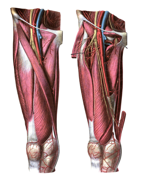 Sobotta atlas: anterior view of the thigh